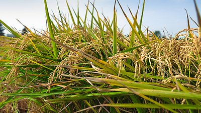 8000 different varieties: rice is the staple food for billions of people around the world -