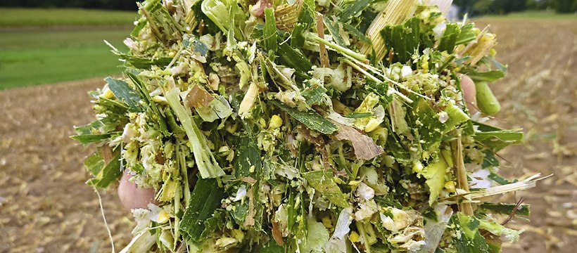 Freshly chopped material -